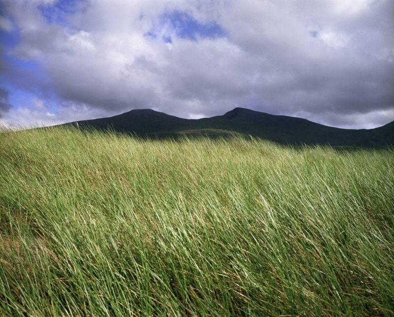 Тимофеевка Луговая Phleum pratense l.