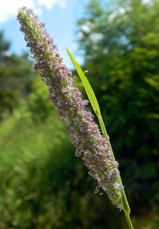 Тимофеевка Луговая Phleum pratense