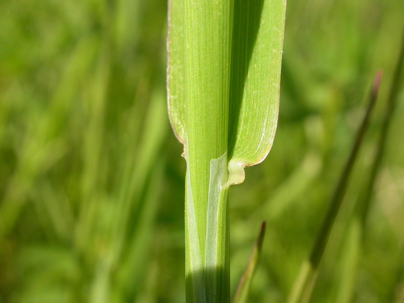 Тимофеевка Луговая Phleum pratense l.