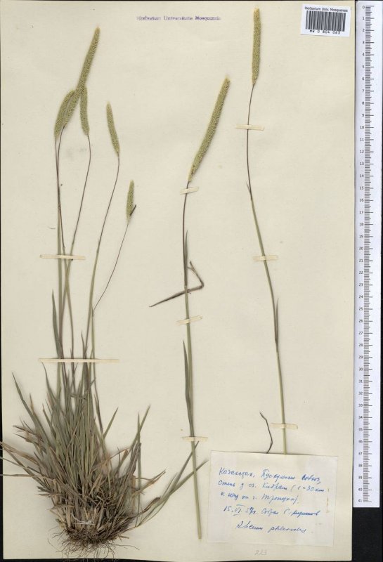 Тимофеевка Степная (Phleum phleoides)