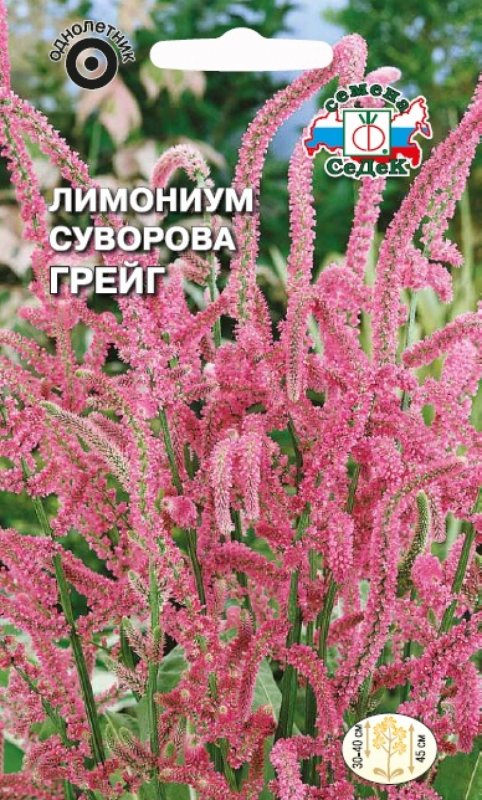 Кермек Гмелина