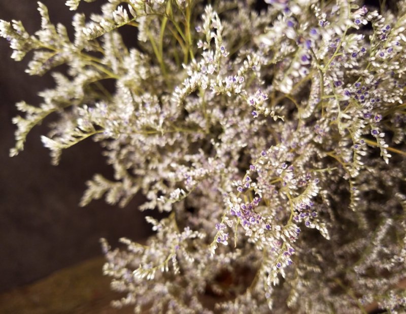 Limonium perezii
