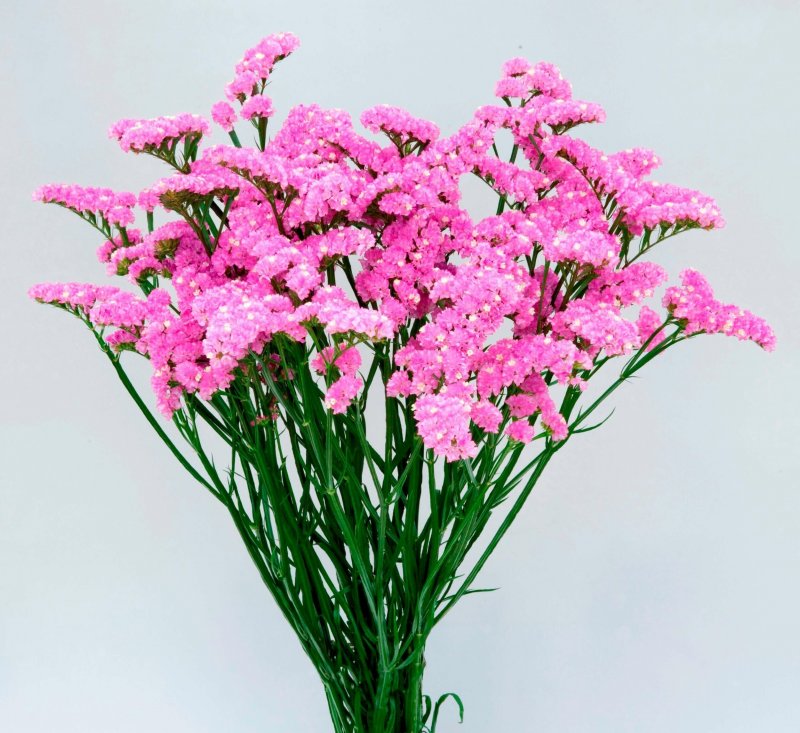 Кермек Гмелина (Limonium gmelinii