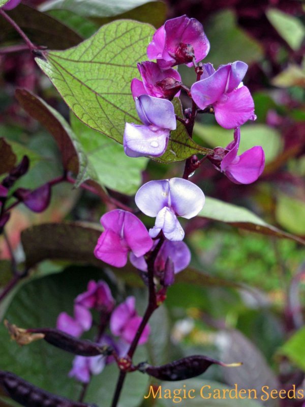 Dolichos biflorus