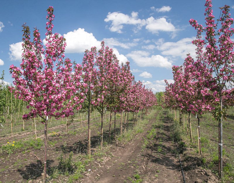 Яблоня Malus Ola