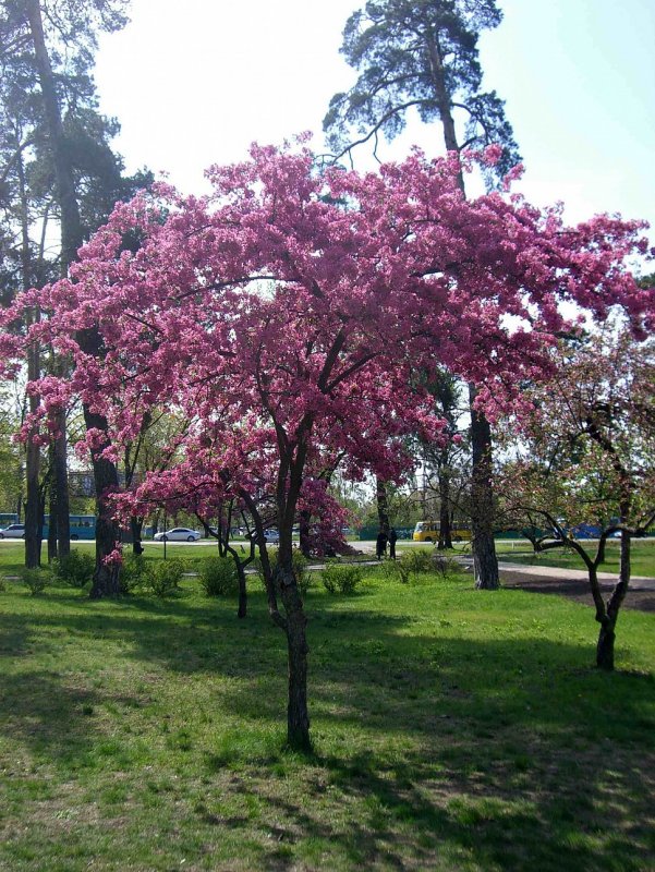 Яблоня Недзвецкого Malus niedzwetzkyana