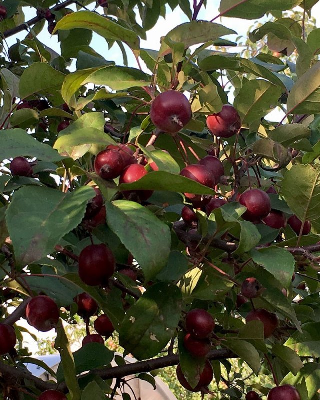 Яблоня (Malus) Малиновка