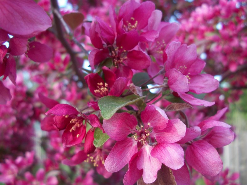 Яблоня Malus Rudolph
