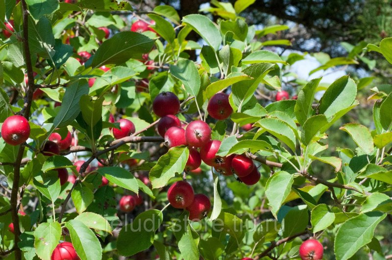 Яблоня Malus pumila