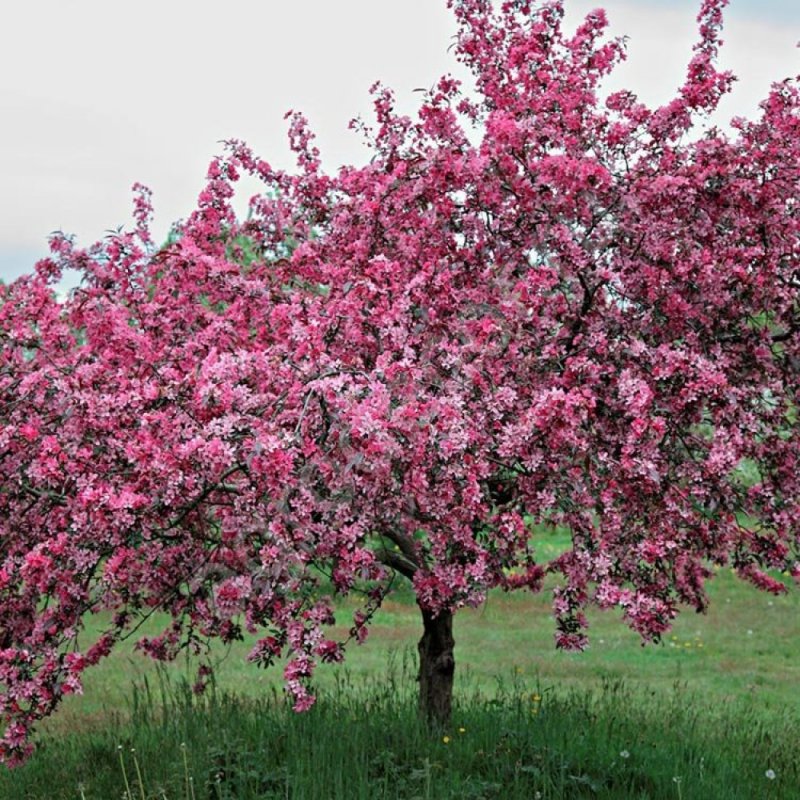 Яблоня Malus ‘Liset’