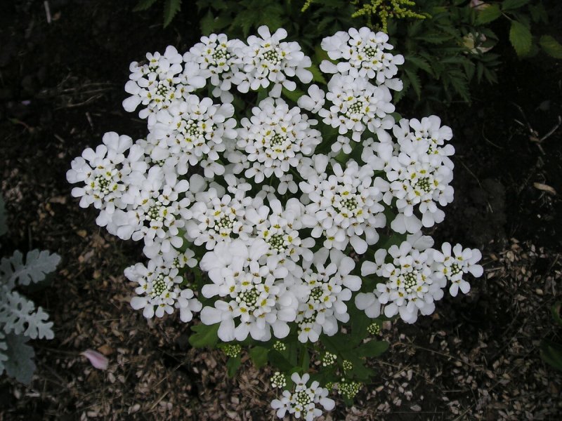 Иберис (Стенник)