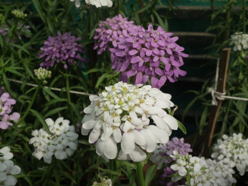 Iberis sempervirens Pink Ice