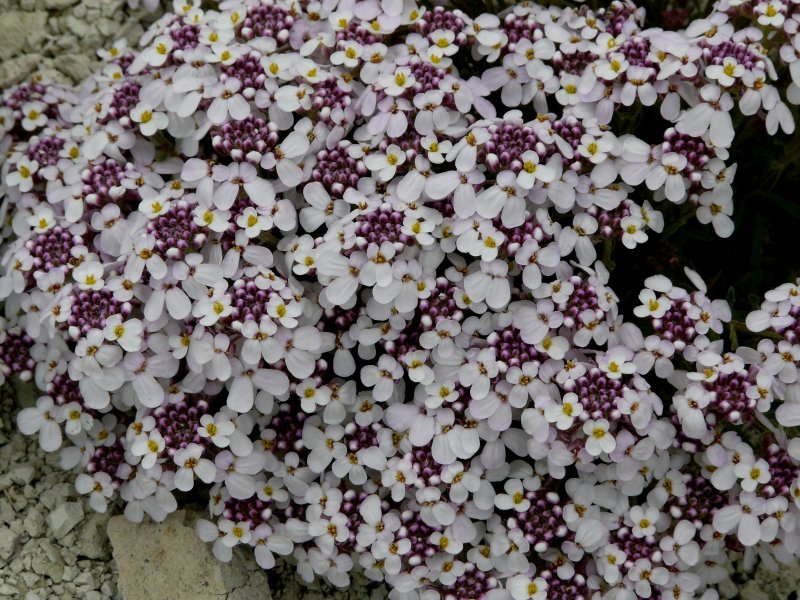 Иберис sempervirens