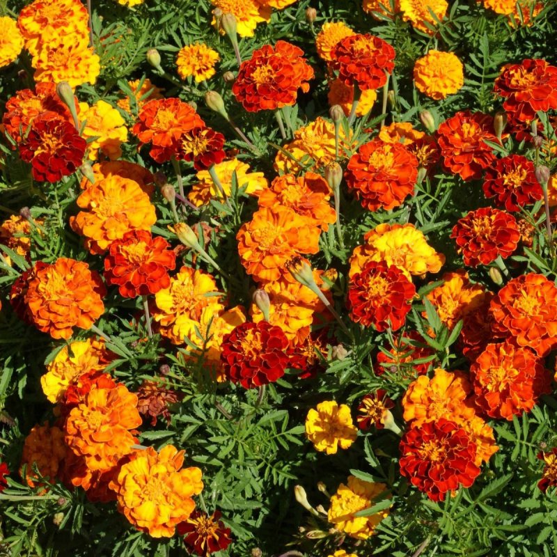 Marigold Таганрог
