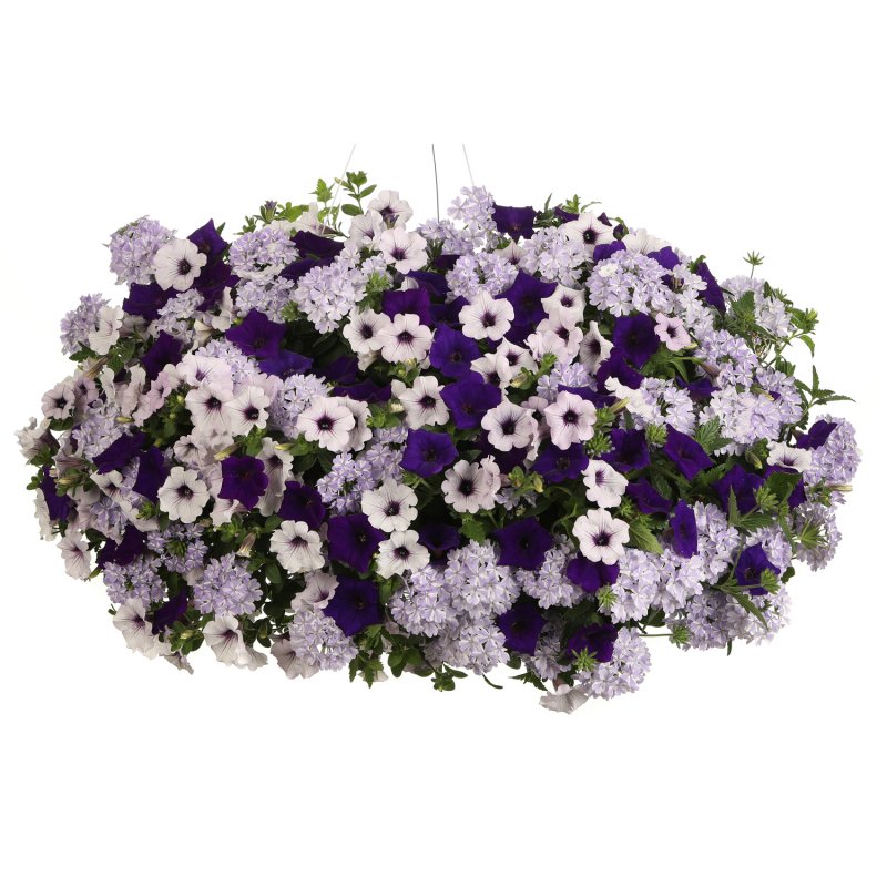 Петуния Supertunia Blue