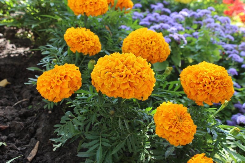 Бархатцы триплоидные (Tagetes patula x erecta) "Zenith f1" (Red) p9