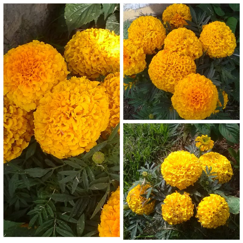 Бархатцы Tagetes patula Orange Flamme