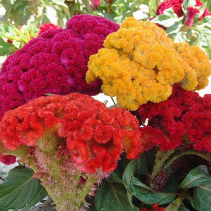 Целозия гребенчатая