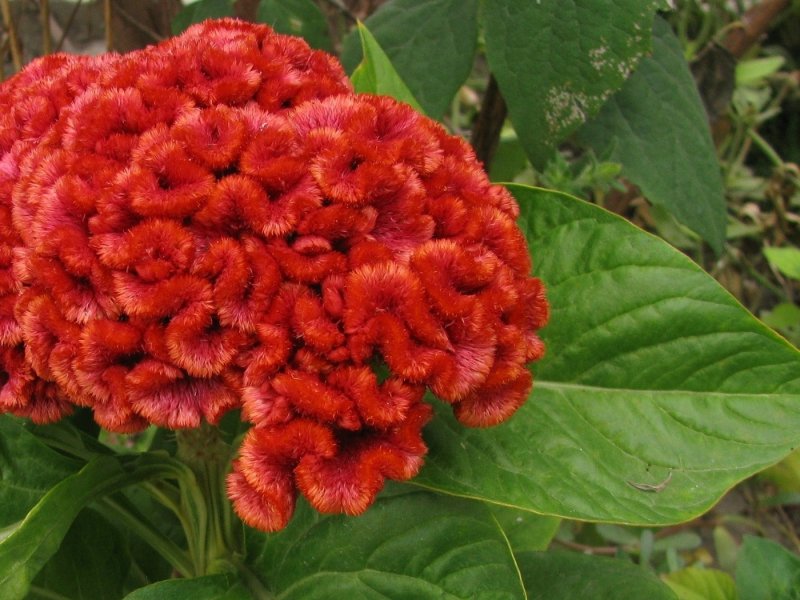 Целозия гребенчатая