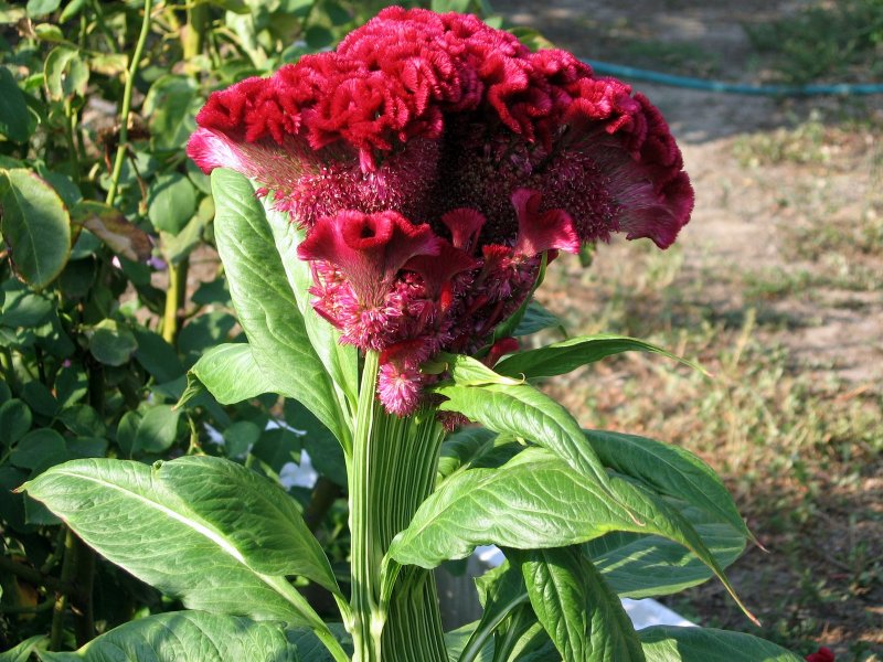 Целозия гребенчатая