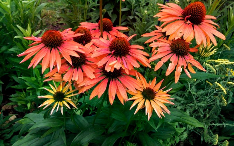 Эхинацея (Echinacea) purpurea