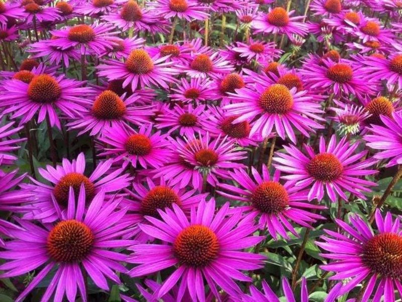Семена эхинацея Echinacea purpurea (Rudbeckia)