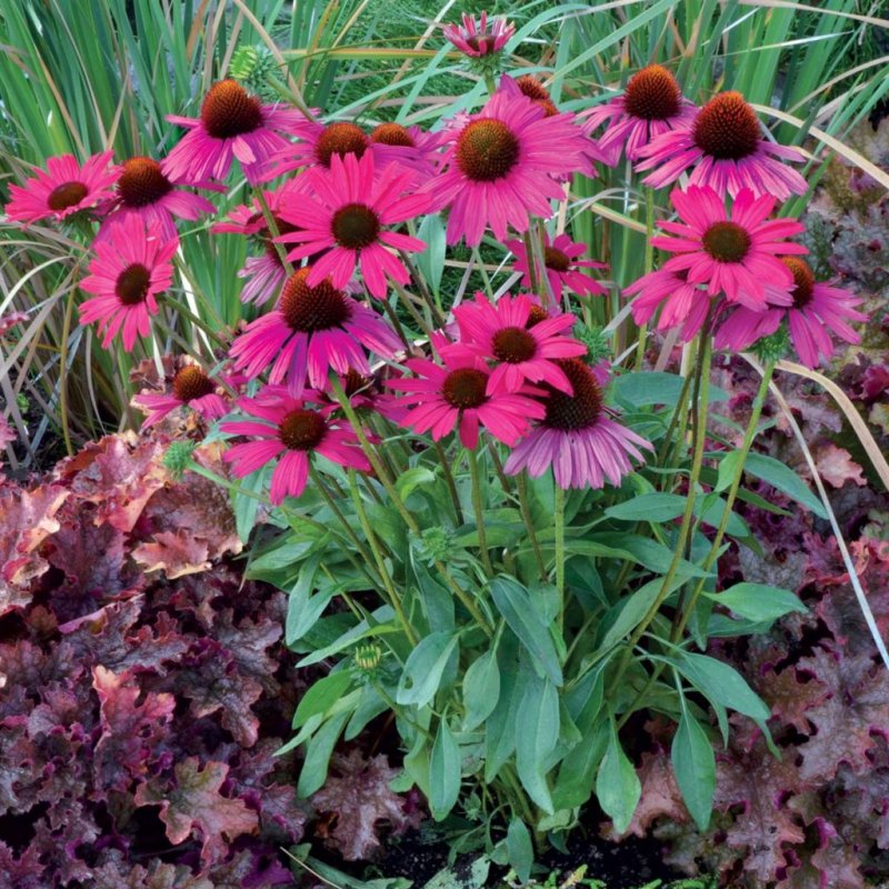 Эхинацея purpurea