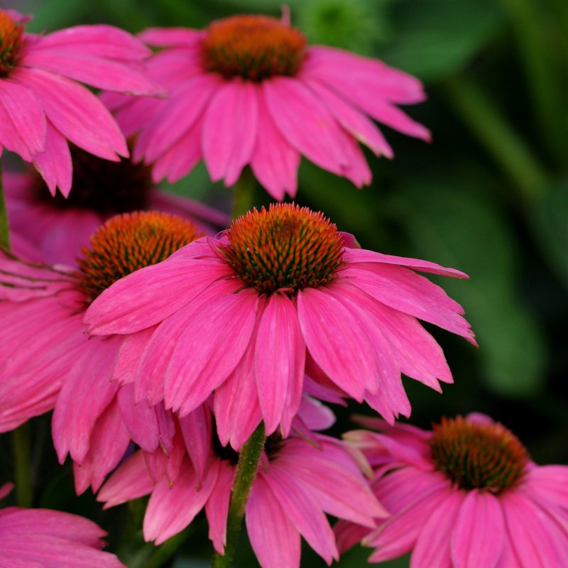 Эхинацея purpurea
