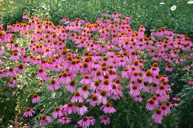 Echinacea purpurea 'Twilight'