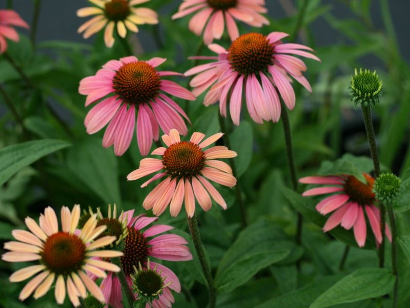 Эхинацея (Echinacea)