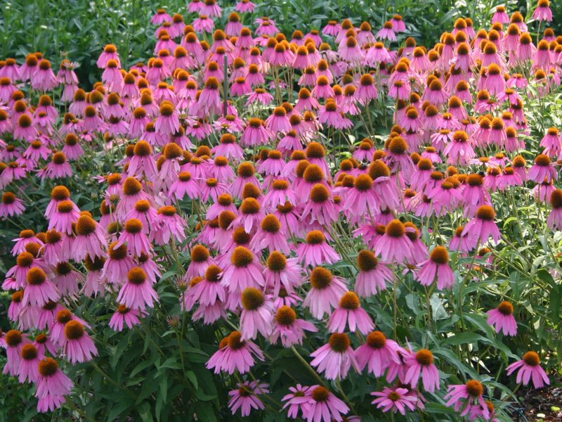 Эхинацея purpurea