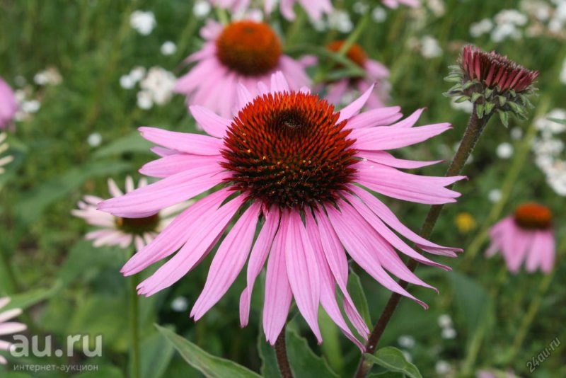 Рудбекия (эхинацея) пурпурная Echinacea purpurea