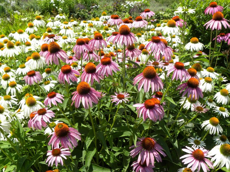 Эхинацея пурпурная (Echinacea purpurea `Primadonna White`)