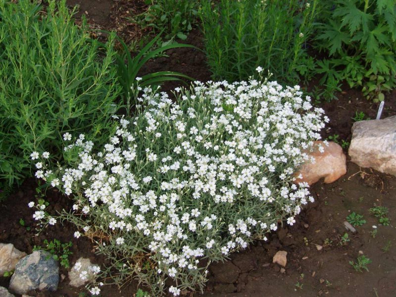 Ясколка снежный