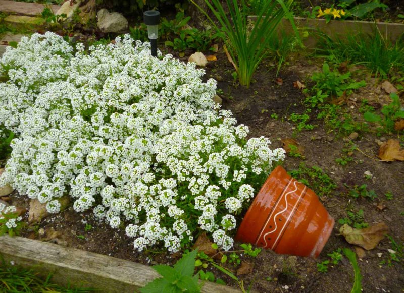 Ясколка войлочная (Cerastium tomentosum)