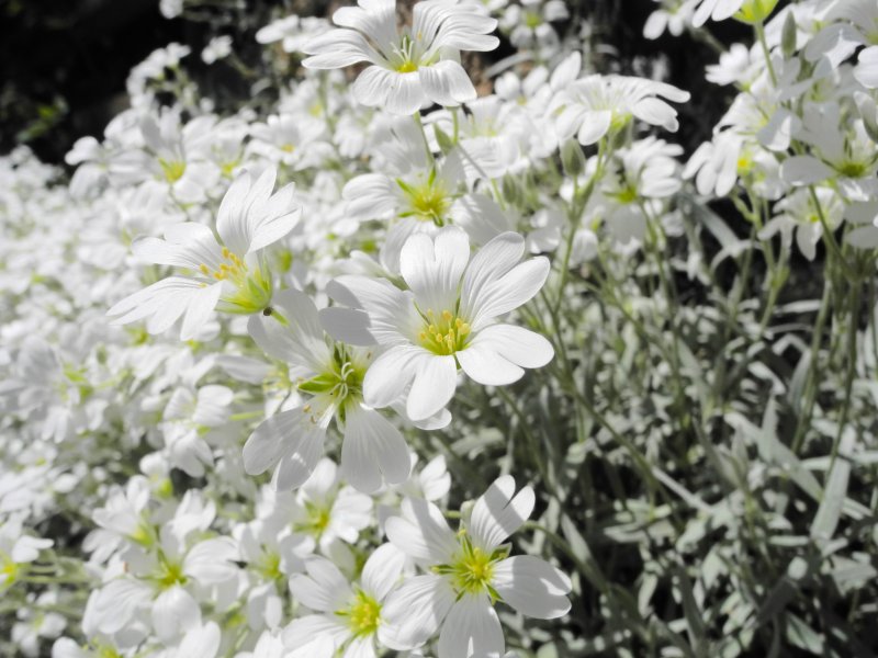 Ясколка войлочная (Cerastium tomentosum)