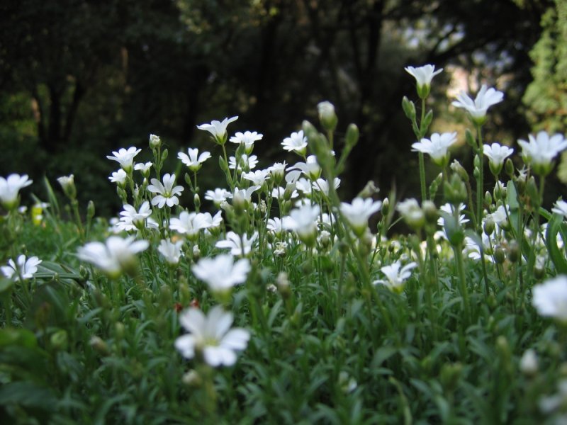 Ясколка войлочная (Cerastium tomentosum)