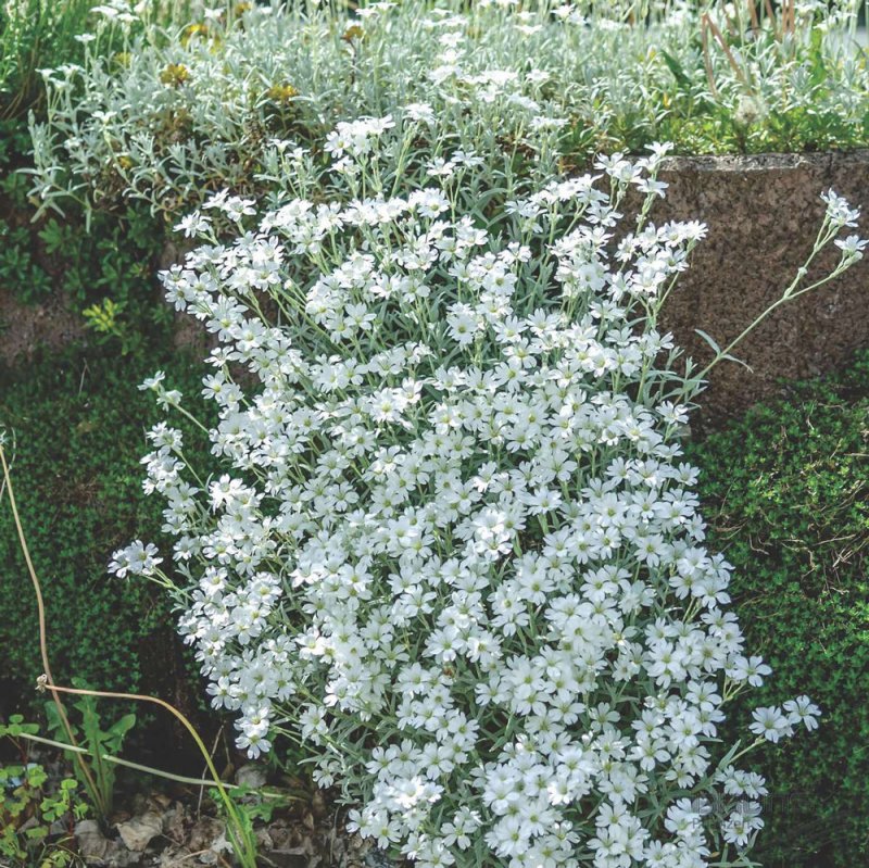 Ясколка войлочная Silberteppich