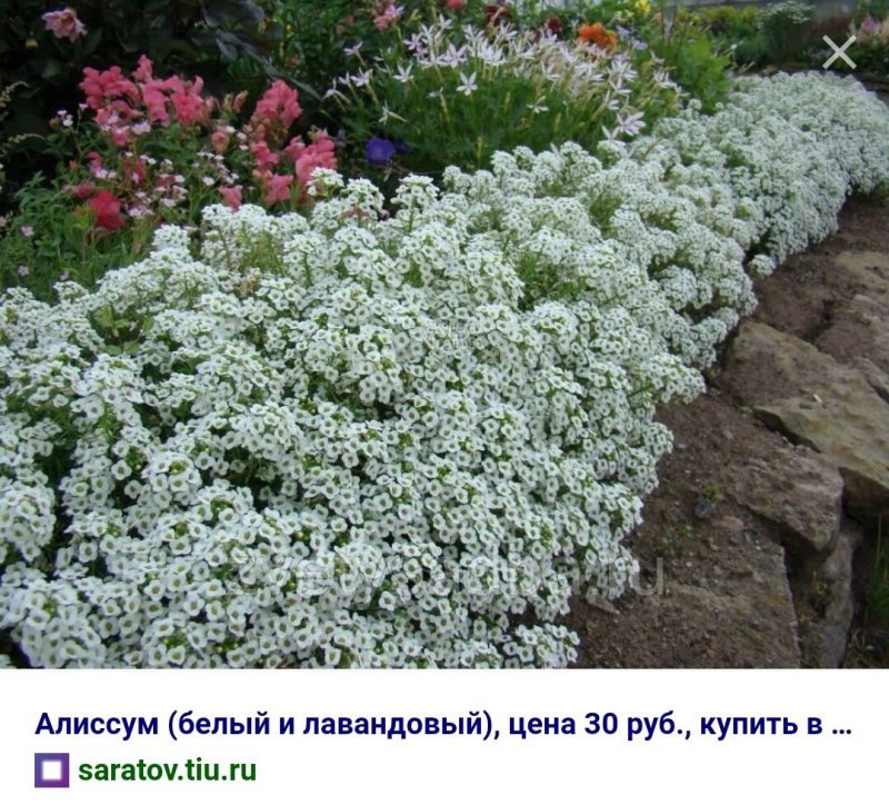 Алиссум Каменник