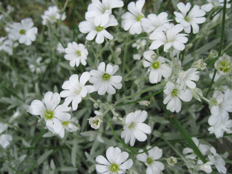 Ясколка tomentosum columnae