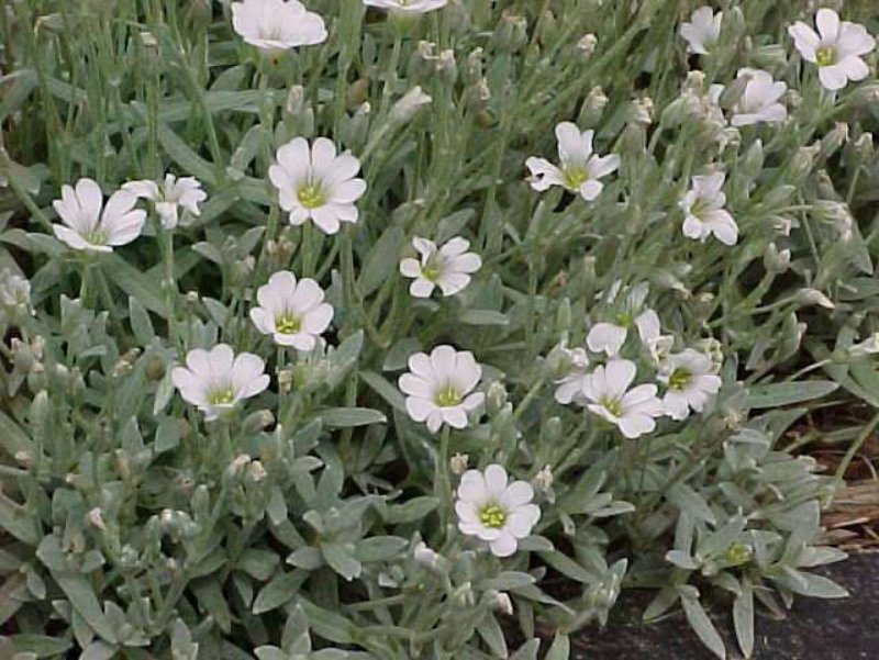 Ясколка Cerastium tomentosum