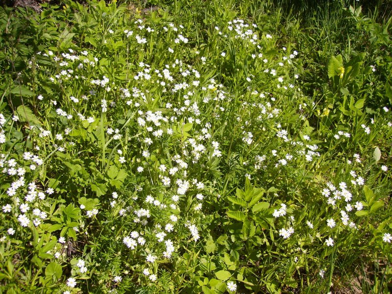 Ясколка войлочная (Cerastium tomentosum)