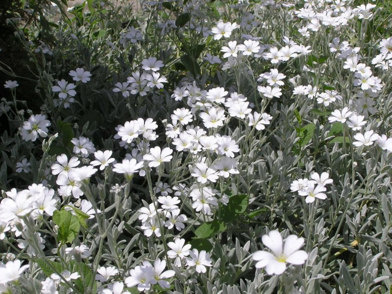 Ясколка войлочная Cerastium tomentosum columnae