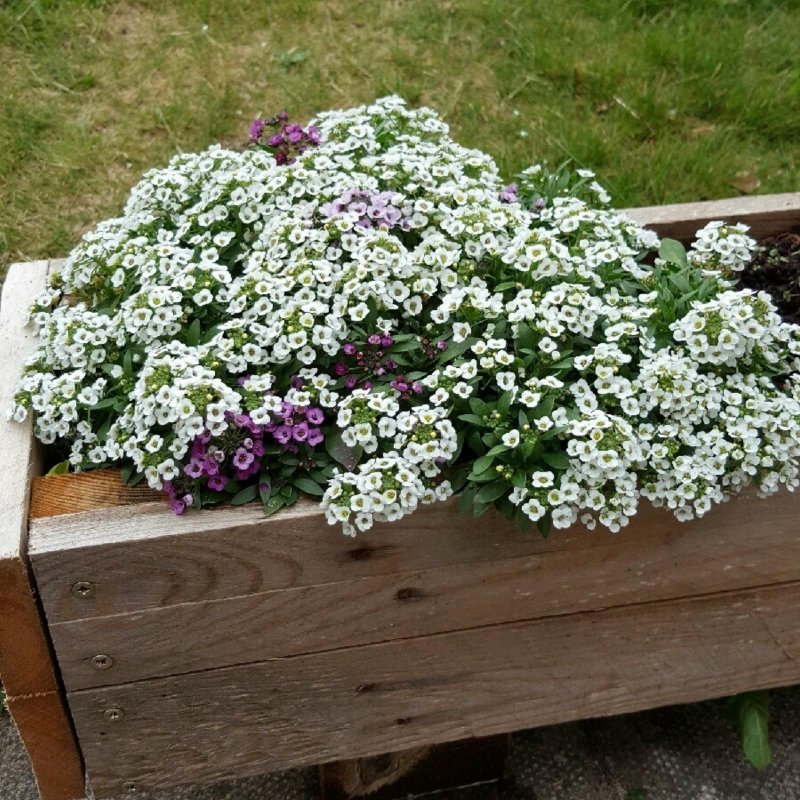 Алиссум лобулярия