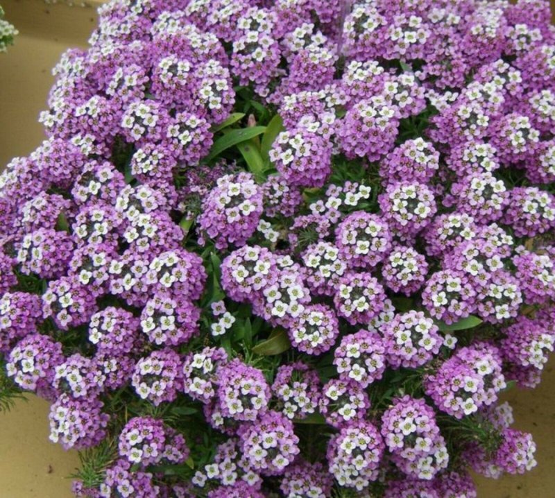 Лобулярия Королевский ковер