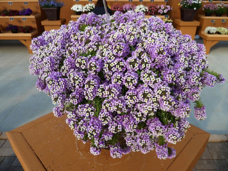 Алиссум Lavender Stream