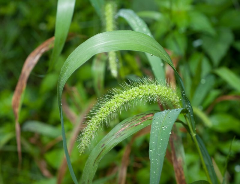 Чумиза (Setaria Italica)