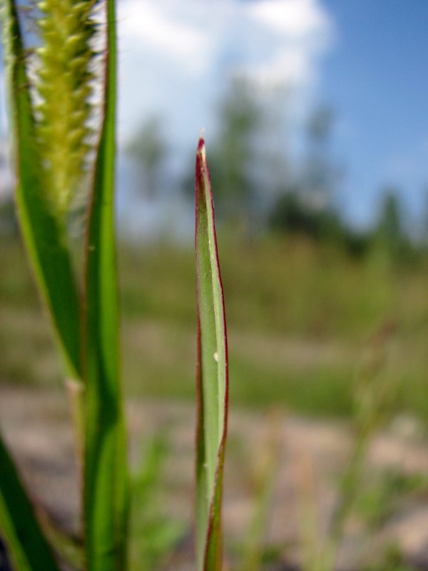 Setaria (Сетария)