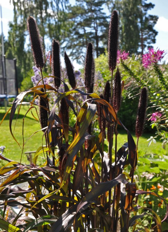 Щетинник зелёный (Setaria viridis)