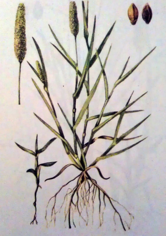 Пеннисетум сизый (Pennisetum glaucum)